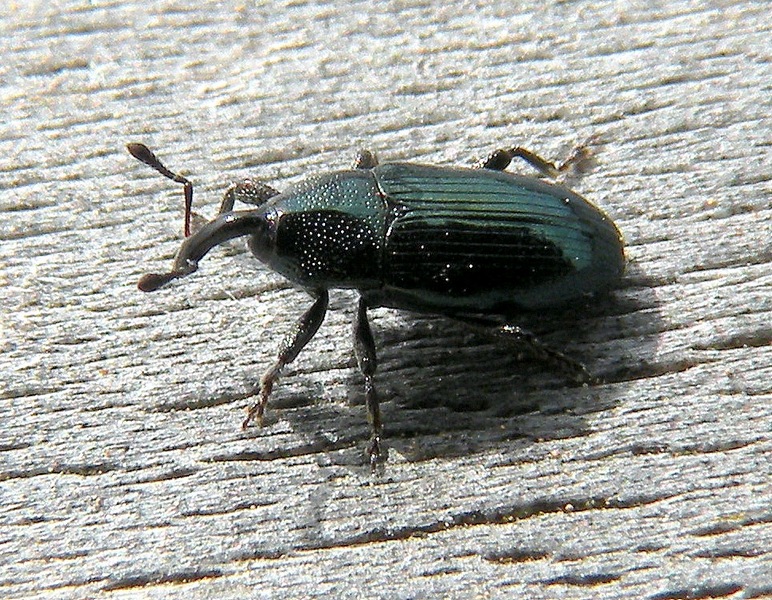 Ancora il curculionidae verde - Baris sp.